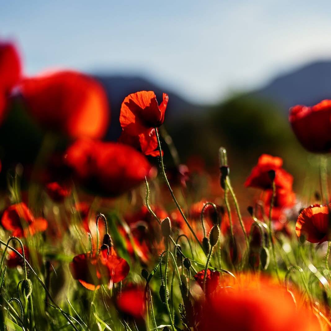 living inquiry by tomm claude Eine Nahaufnahme von leuchtend roten Mohnblumen in einem sonnenbeschienenen Feld fängt die Schönheit und Einfachheit der Natur ein, mit grünen Stängeln und verschwommenen Bergen und blauem Himmel im Hintergrund. spirituelles coaching und zen meditation für emotionale heilung und embodiment