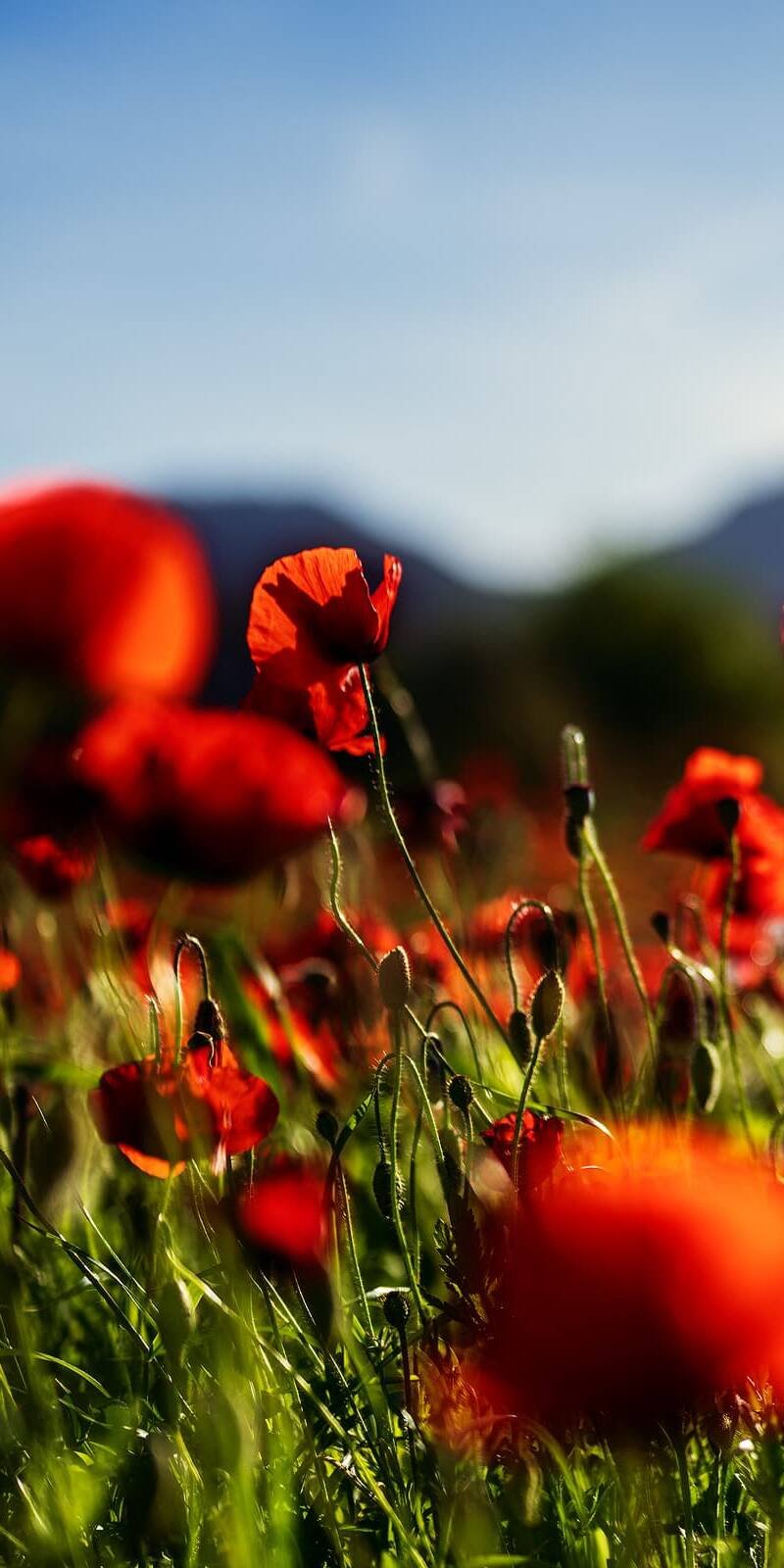 living inquiry by tomm claude Eine Nahaufnahme von leuchtend roten Mohnblumen in einem sonnenbeschienenen Feld fängt die Schönheit und Einfachheit der Natur ein, mit grünen Stängeln und verschwommenen Bergen und blauem Himmel im Hintergrund. spirituelles coaching und zen meditation für emotionale heilung und embodiment