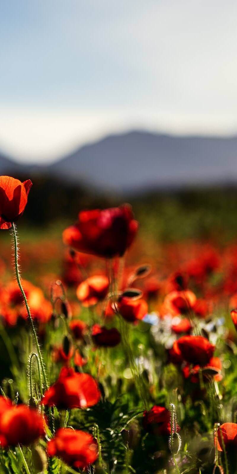 living inquiry by tomm claude Eine Nahaufnahme von leuchtend roten Mohnblumen in einem sonnenbeschienenen Feld fängt die Schönheit und Einfachheit der Natur ein, mit grünen Stängeln und verschwommenen Bergen und blauem Himmel im Hintergrund. spirituelles coaching und zen meditation für emotionale heilung und embodiment
