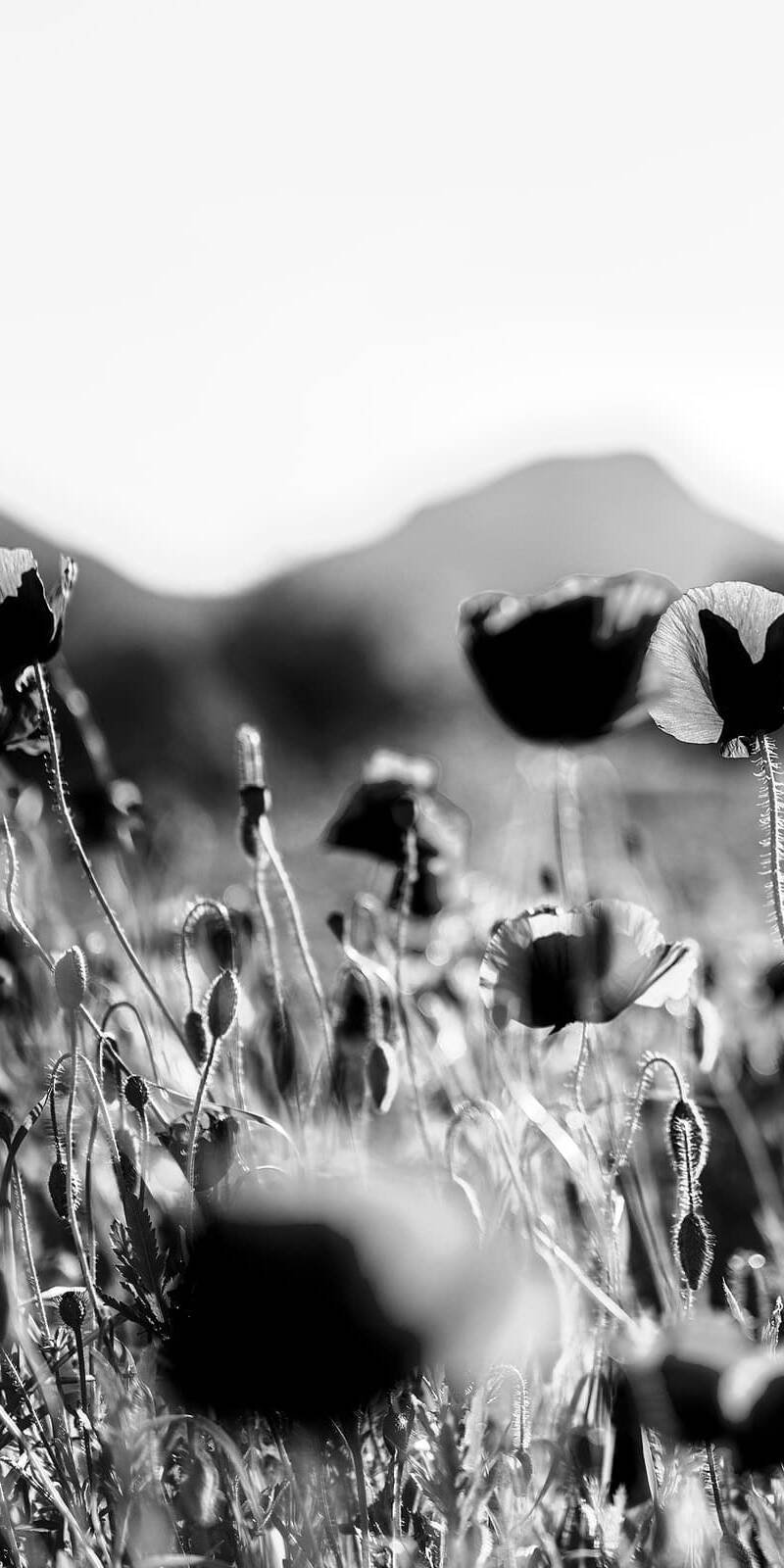 living inquiry by tomm claude Eine Nahaufnahme von leuchtend roten Mohnblumen in einem sonnenbeschienenen Feld fängt die Schönheit und Einfachheit der Natur ein, mit grünen Stängeln und verschwommenen Bergen und blauem Himmel im Hintergrund. spirituelles coaching und zen meditation für emotionale heilung und embodiment