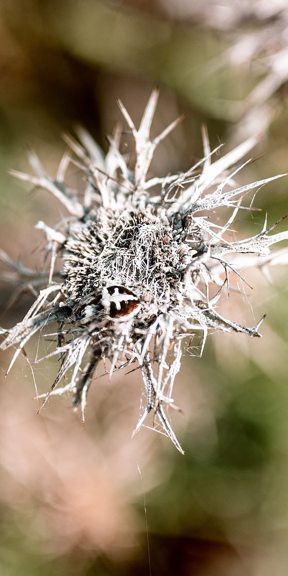 living inquiry by tomm claude Nahaufnahme einer trockenen, stacheligen Distelblüte mit scharfen, spitzen Kanten und komplizierten Strukturen vor einem unscharfen grünen und braunen Hintergrund, der an spirituelles Coaching und Zen-Meditation für emotionale Heilung und Embodiment erinnert. spirituelles coaching und zen meditation für emotionale heilung und embodiment