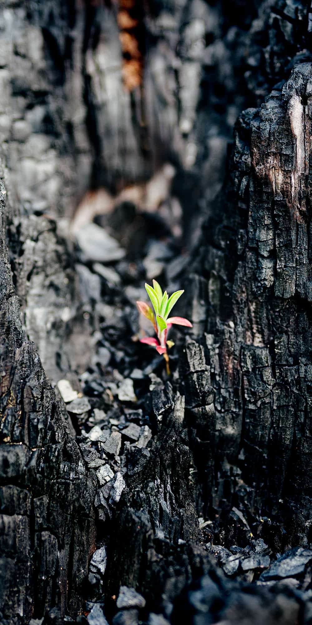 living inquiry by tomm claude Nahaufnahme einer trockenen, stacheligen Distelblüte mit scharfen, spitzen Kanten und komplizierten Strukturen vor einem unscharfen grünen und braunen Hintergrund, der an spirituelles Coaching und Zen-Meditation für emotionale Heilung und Embodiment erinnert. spirituelles coaching und zen meditation für emotionale heilung und embodiment