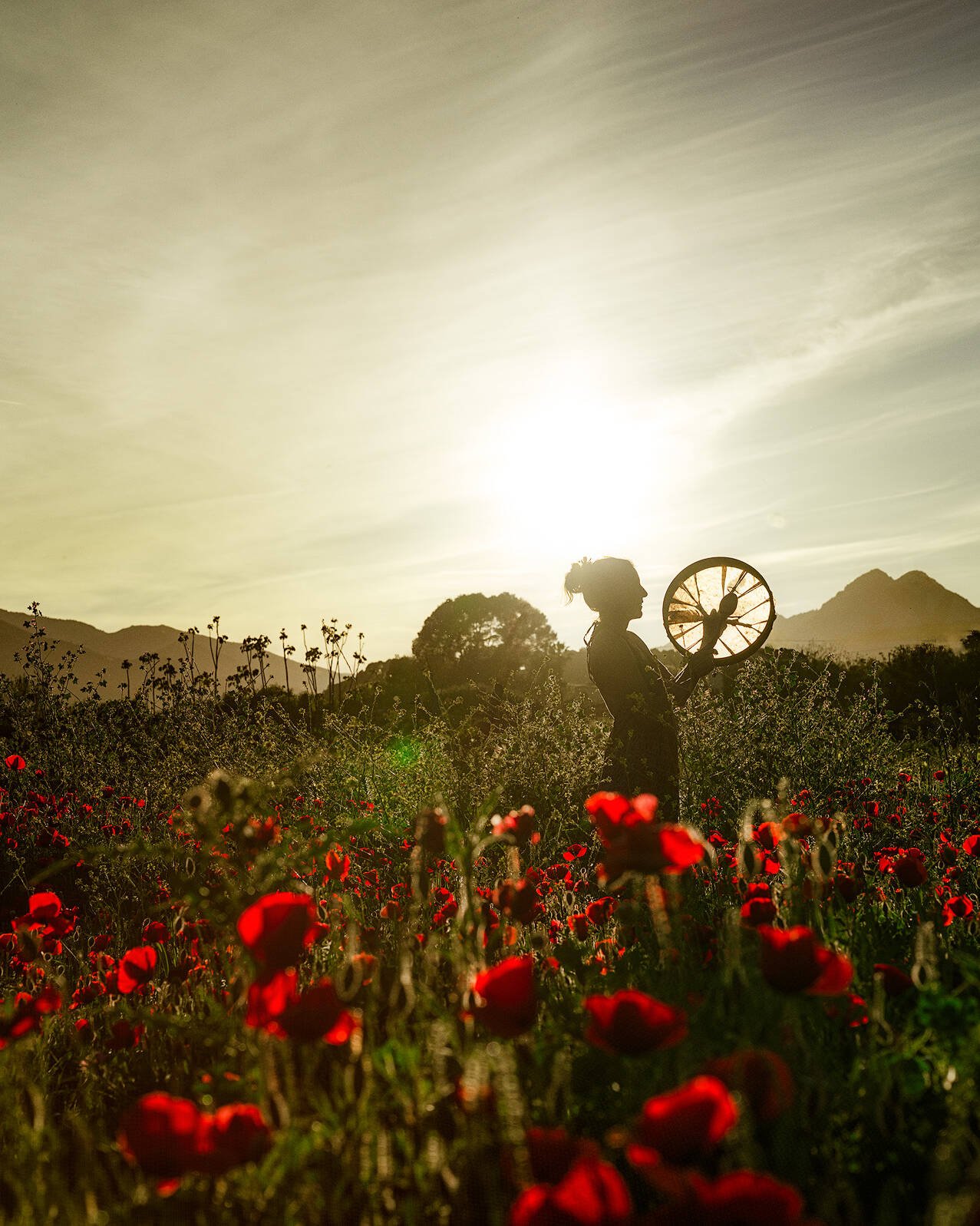 Z6x 202 poppy web hq